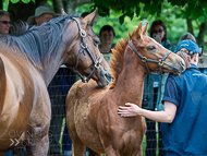 KS300622-31 - Cupboard Love & foal by Territories